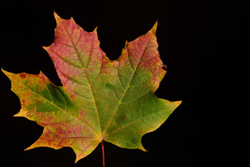 Close-up of a brightly colored leaf from a maple tree in autumn against a dark background in the sun