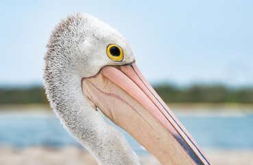 Close up of a pelican eye on a blue sky day