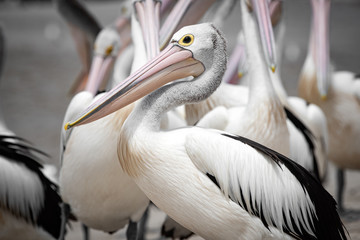 Multiple pelicans at the beach standing on a blue sky day