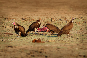 Hooded Vulture - Necrosyrtes monachus  Old World vulture in the order Accipitriformes, brown birds...