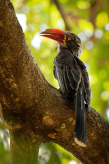 Crowned Hornbill - Tockus Lophoceros alboterminatus  bird with white belly and black back and...