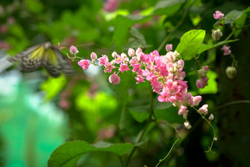 Beautiful garden with pink flowers and a flying butterfly in the background