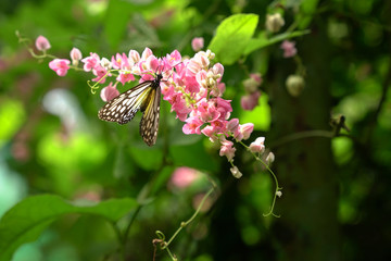 Yellow Glassy Tiger butterfly in a beautiful garden with pink flowers