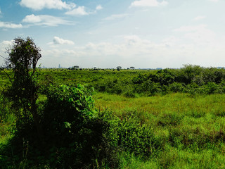 Fototapeta na wymiar Savanne, Steppe, Afrikanischer Baum, rote Erde und Wiese im Nairobi Nationalpark bewölkter Himmel