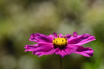 Obraz premium Close-up of a bright purple meadow flower with yellow pollen in summer in front of a meadow with bright spots of light as a background
