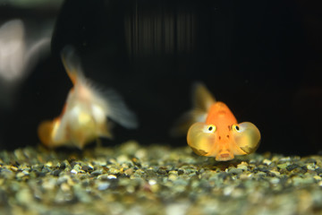 金魚