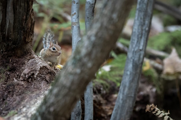chipmunk in forest