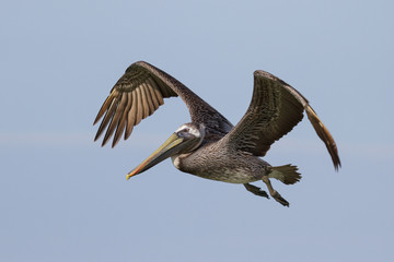 Brown Pelican in flight above of the Gulf of Mexico.