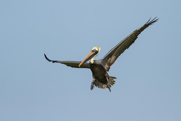 Brown Pelican in flight above of the Gulf of Mexico.