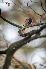 black-capped chickadee on a branch looking down