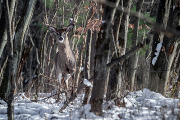 pennsylvania whitetail deer buck in winter