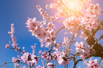 Spring blossom background. Beautiful nature scene with blooming tree on sunny day. Spring flowers. Beautiful orchard in Springtime. Abstract background.