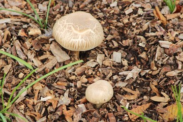 mushrooms in forest