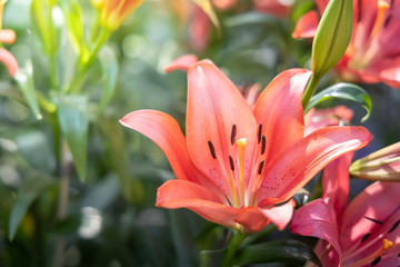 The background image of the colorful flowers