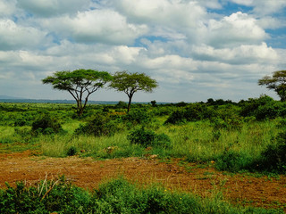 Obraz premium Savanne, Steppe, Afrikanischer Baum, rote Erde und Wiese im Nairobi Nationalpark bewölkter Himmel