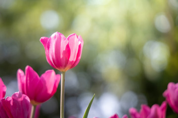 Beautiful bouquet of tulips. colorful tulips. nature background