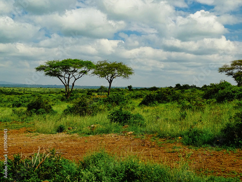 Savanne, Steppe, Afrikanischer Baum, Rote Erde Und Wiese Im Nairobi  Nationalpark Bewölkter Himmel Wall Mural-Angelika Beck