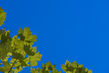 Bright blue sky background with green maple leafs in the bottom right corner.