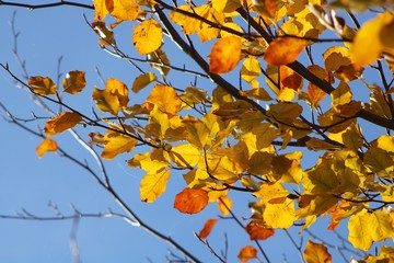 autumn leaves on tree