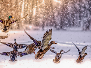 Mallard ducks on a frozen Wisconsin lake.