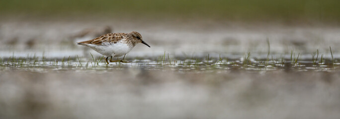 least sandpiper
