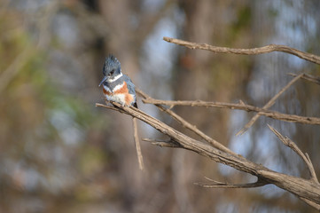 belted kingfisher 