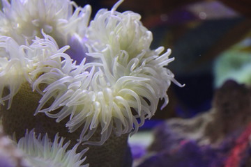 Fototapeta na wymiar anemone in the sea