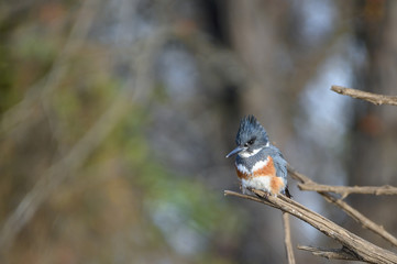 belted kingfisher