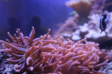 coral reef with fish