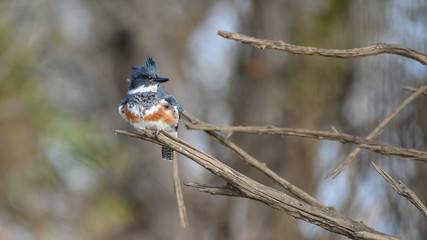 belted kingfisher 