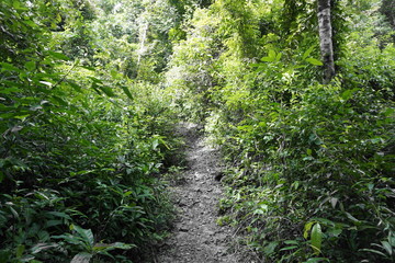 Obraz premium Walking path, jungle trek in the rain forest