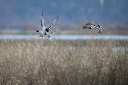 northern pintail ducks in flight