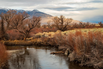 riverside plants in valley desert autumn landscape in Sierra Nevada mountains