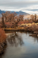 riverside plants in valley desert autumn landscape in Sierra Nevada mountains