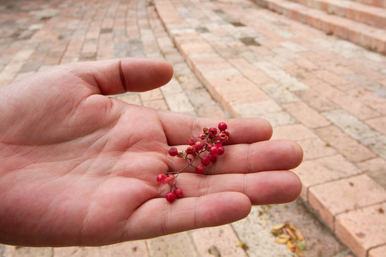 Raw pink peppercorn on hand