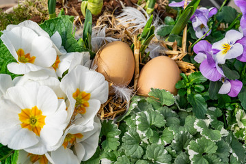 Easter arrangement of natural flowers with Easter brown eggs, white primrose flowers, lilac pansies and green leaves.