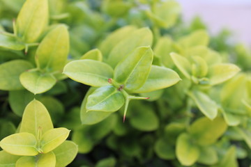 green leaves of a tree in spring