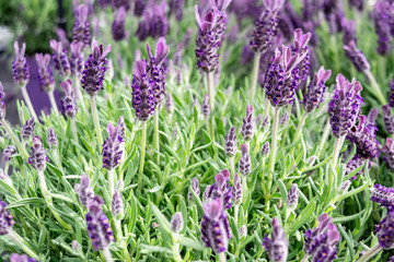 Lavandula stoechas variety closeup purple aromatic honey plant in the  garden. Floral summer beautiful background with field herbs and pleasant aroma flowers.