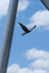 Eagle Soaring through the sky