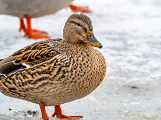 Mallard ducks on a frozen Wisconsin lake.