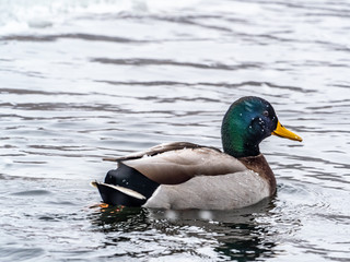 Mallard ducks on a frozen Wisconsin lake.