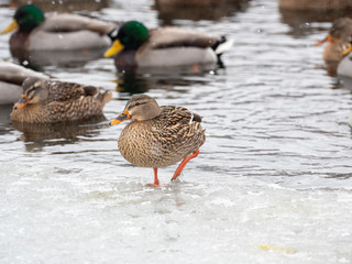 Mallard ducks on a frozen Wisconsin lake.