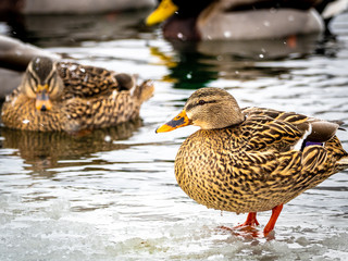 Mallard ducks on a frozen Wisconsin lake.