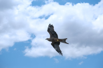 Eagle Soaring through the sky