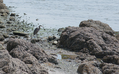 Great Blue Heron Looking for a Meal