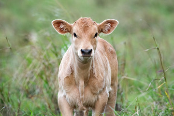 Young cow in the long green green looking at camera
