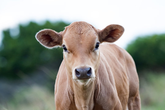 Close up of young cow looking at camera