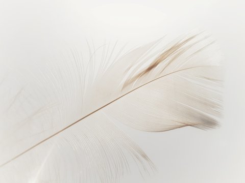 Fototapeta feather on white background