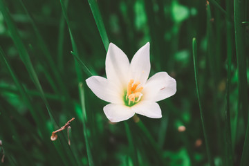 Zephyranthes Lily, White rain Lily is agenus of temperate and tropical plants in the Amaryllis family.