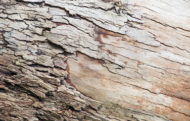 texture of tree bark
